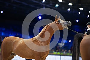Portrait of red  Arabian horse posing at open arabian championship. cover manege