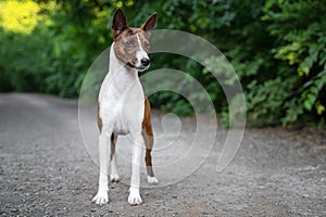 Portrait of a red basenji standing in a park not against a background of green trees in summer. Basenji Kongo Terrier Dog