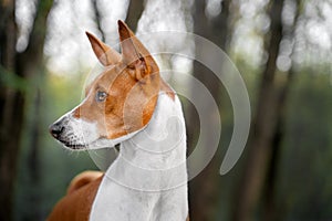 Portrait of a red basenji standing in a summer forest. Basenji Kongo Terrier Dog