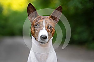 Portrait of a red basenji standing in a summer forest. Basenji Kongo Terrier Dog