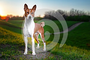 Portrait of a red basenji standing at sunset in a green field for a walk in the summer. Basenji Kongo Terrier Dog