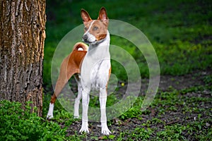 Portrait of a red basenji standing between the trees in a summer forest on the Sunset. Basenji Kongo Terrier Dog