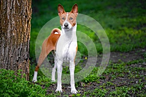 Portrait of a red basenji standing between the trees in a summer forest on the Sunset. Basenji Kongo Terrier Dog