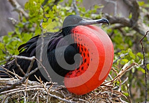 Portrait of Red-bellied frigate. The Galapagos Islands. Birds. Ecuador.