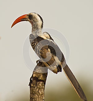 Portrait of a red-billed Hornbill