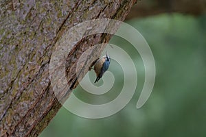 Portrait of red-breasted nuthatch
