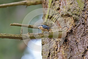 Portrait of red-breasted nuthatch