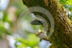 Portrait of red-breasted nuthatch