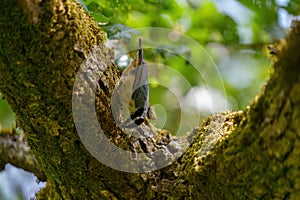 Portrait of red-breasted nuthatch