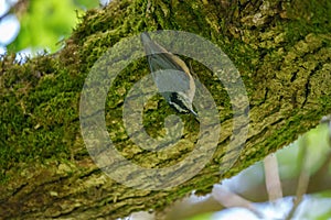 Portrait of red-breasted nuthatch