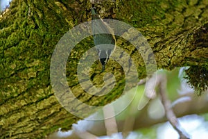 Portrait of red-breasted nuthatch