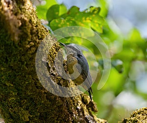 Portrait of red-breasted nuthatch