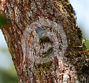 Portrait of red-breasted nuthatch