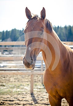 Portrait of red budyonny mare horse