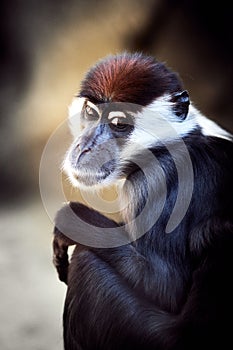 Portrait of a red-capped mangabey monkey.