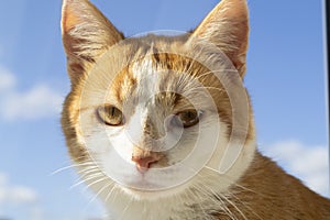 Portrait of red cat on blue sky background close up