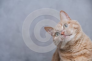 Portrait of a red cat looking carefully up on a gray background