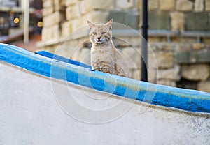 Portrait of a red cat sitting in a fishing boat 3
