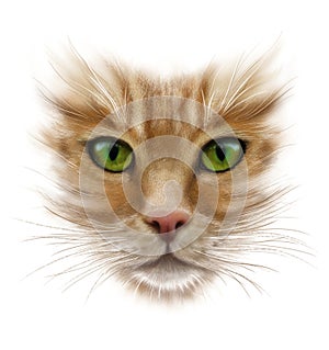 Portrait of a red cat on a white background, green eyes, long whiskers