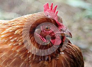 Portrait of red chicken closeup