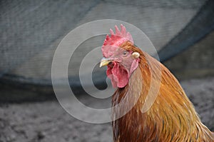 Portrait red cock with red crest on a gray background