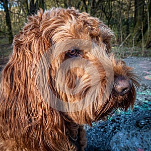 Portrait of a Red Cockapoo dog sitting