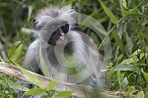 Portrait of a red colobus that sits among branches and grass in