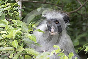 Portrait of a red colobus of Zanzibar sitting among green leaves