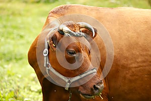 Portrait of a red cow. In the center of the frame is the face of a brown cow with horns close-up.