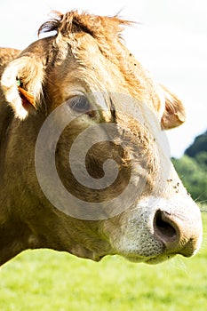 Portrait of a red cow, close up