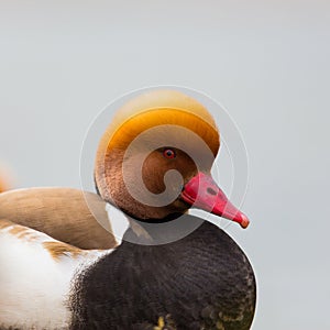 Portrait of red-crested duck (Netta rufina)
