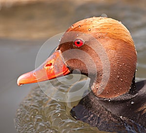 Portrait of the Red-crested Pochard