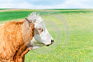 Portrait of red curly cow grazing in green springtime field