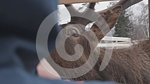 Portrait of a red deer with big antlers. Deer in a paddock where tourists feed him