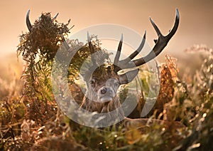 Portrait of red deer with a crown of ferns