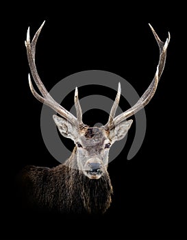 Portrait red deer isolated on dark background