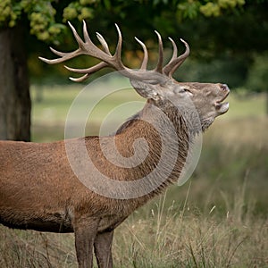 Portrait of a red deer stag