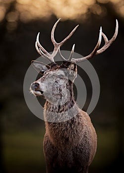 Portrait Of Red Deer Stag