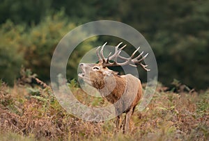 Portrait of a red deer stag calling during rutting season in autumn