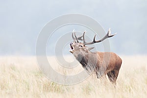 Portrait of a red deer stag calling during rutting season on misty autumn morning