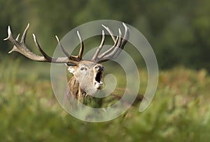 Portrait of a red deer stag calling during rutting season