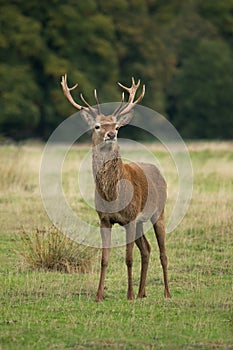 Portrait of a Red deer stag standing