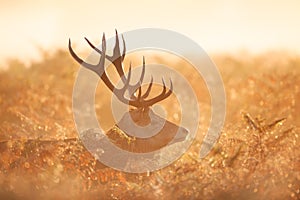 Portrait of a red deer stag at sunrise