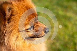 Portrait of a red dog of the Spitz breed on the green grass.