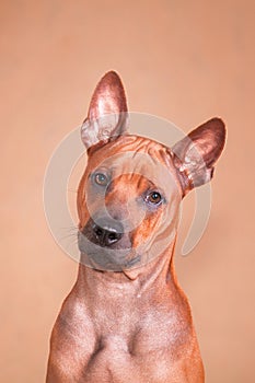 Portrait of a red dog Thai ridgeback breed on a red background