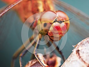 Portrait of a red dragonfly