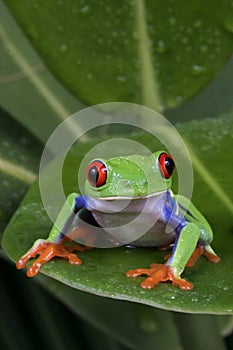 Portrait of a Red Eye Tree Frog, Agalychnis callidryas, Costa Rica