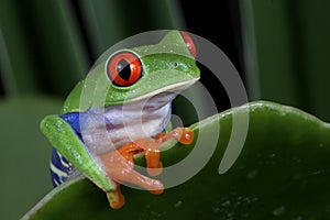 Portrait of a Red Eye Tree Frog, Agalychnis callidryas, Costa Rica