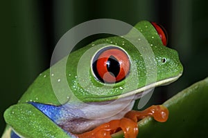 Portrait of a Red Eye Tree Frog, Agalychnis callidryas, Costa Rica