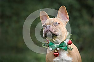 Portrait of red fawn French Bulldog dog wearing seasonal Christmas collar with green bow tie on blurry green background